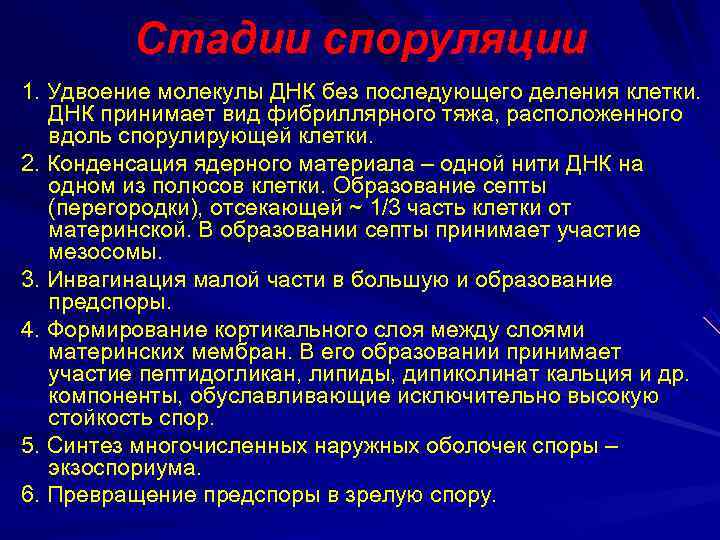    Стадии споруляции 1. Удвоение молекулы ДНК без последующего деления клетки. ДНК
