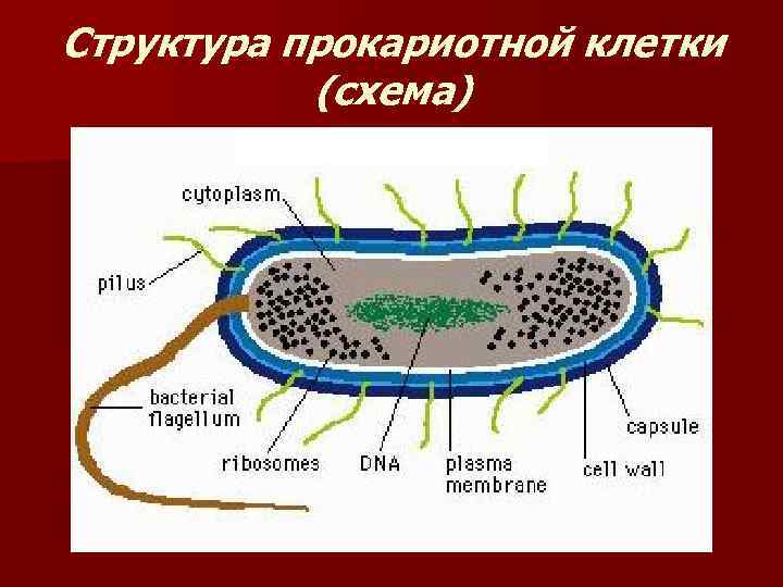 Структура прокариотной клетки  (схема) 