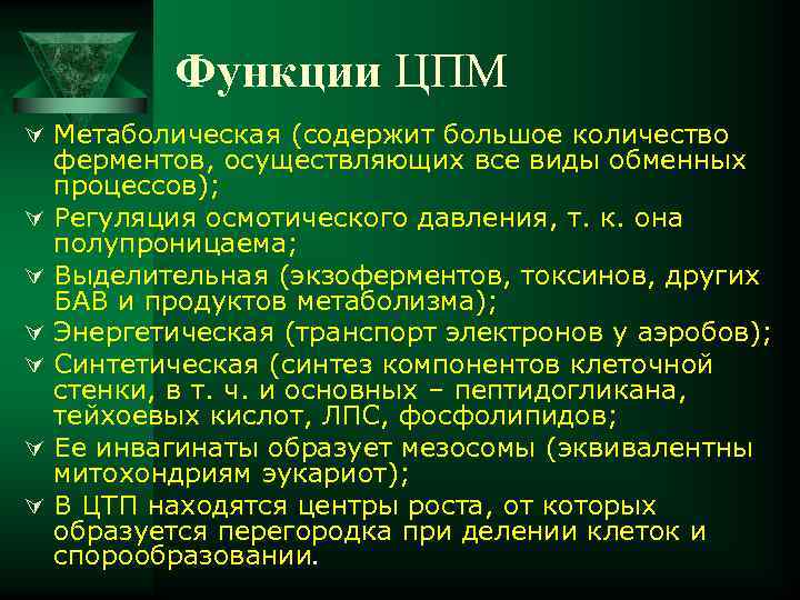   Функции ЦПМ Ú Метаболическая (содержит большое количество ферментов, осуществляющих все виды обменных