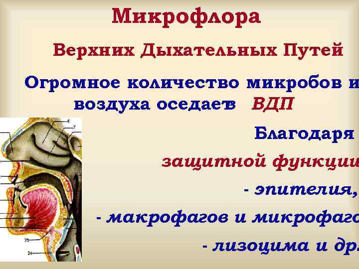   Микрофлора  Верхних Дыхательных Путей Огромное количество микробов и воздуха оседает ВДП