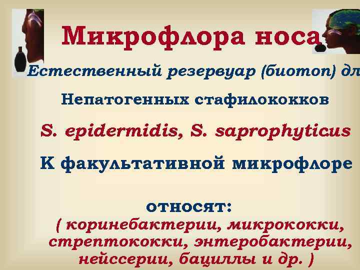   Микрофлора носа Естественный резервуар (биотоп) дл  Непатогенных стафилококков S. epidermidis, S.