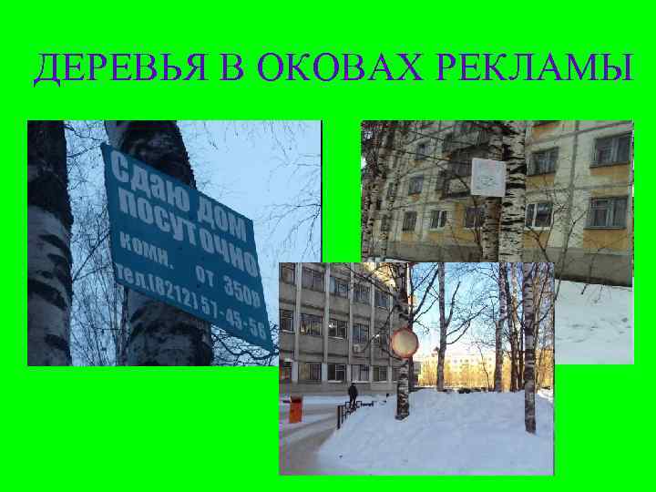 ДЕРЕВЬЯ В ОКОВАХ РЕКЛАМЫ 