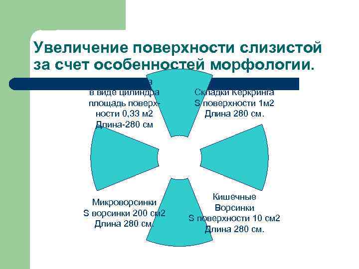 Увеличение поверхности слизистой за счет особенностей морфологии.   Тонкая кишка  в виде