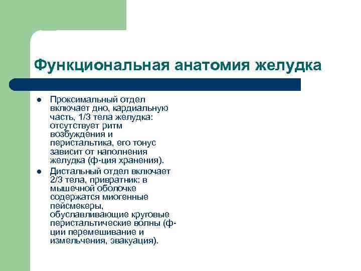 Функциональная анатомия желудка l  Проксимальный отдел включает дно, кардиальную часть, 1/3 тела желудка: