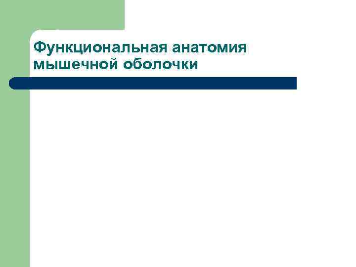 Функциональная анатомия мышечной оболочки 