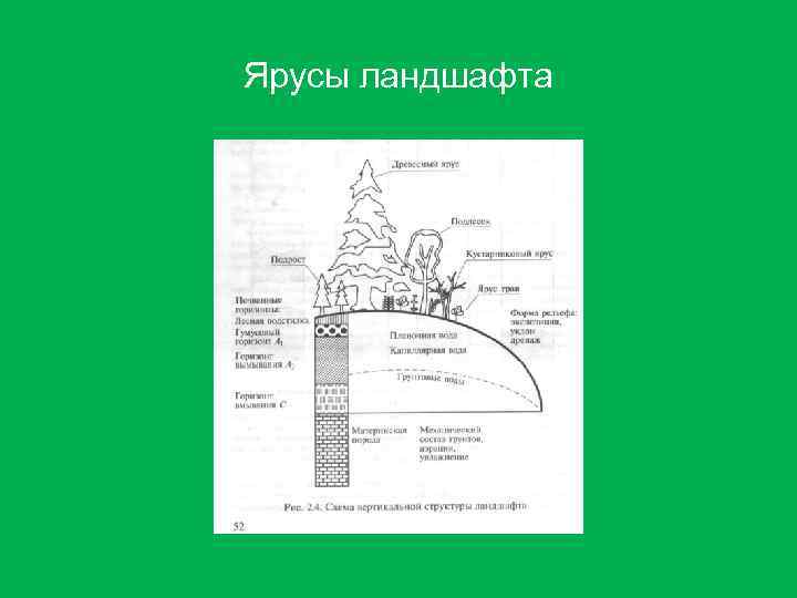 Ярусы ландшафта 