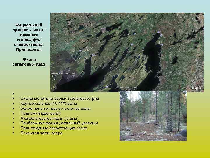  Фациальный профиль южно-  таежного  ландшафта северо-запада  Приладожья Фации сельговых гряд
