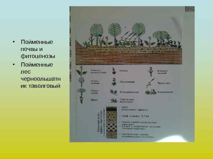  • Пойменные  почвы и  фитоценозы • Пойменные  лес  черноольшатн