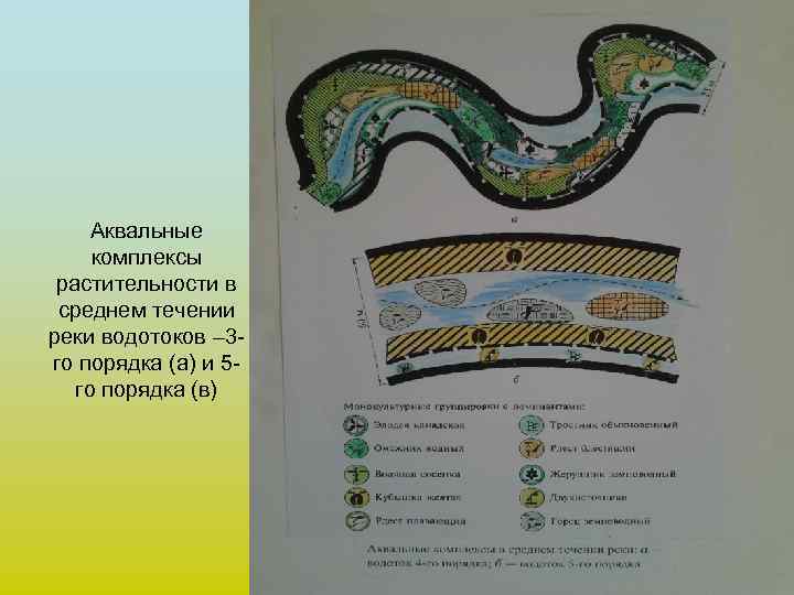  Аквальные комплексы растительности в среднем течении реки водотоков – 3 - го порядка