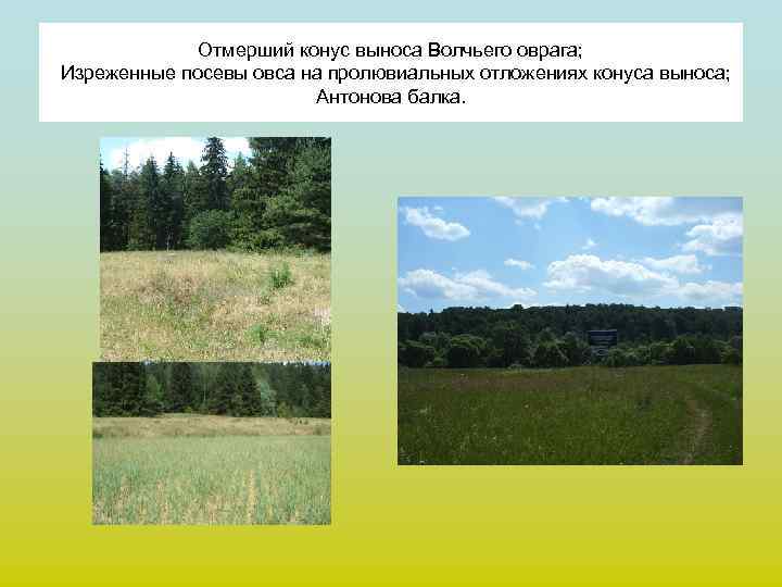    Отмерший конус выноса Волчьего оврага; Изреженные посевы овса на пролювиальных отложениях