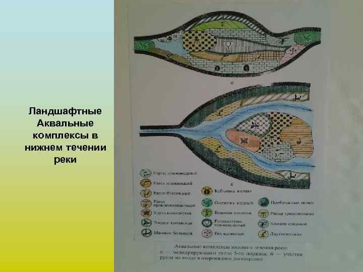 Аквальные природные комплексы это. Аквальные комплексы. Аквальный Тип ландшафта. Аквальный комплекс это. Классификация аквальных ландшафтов.