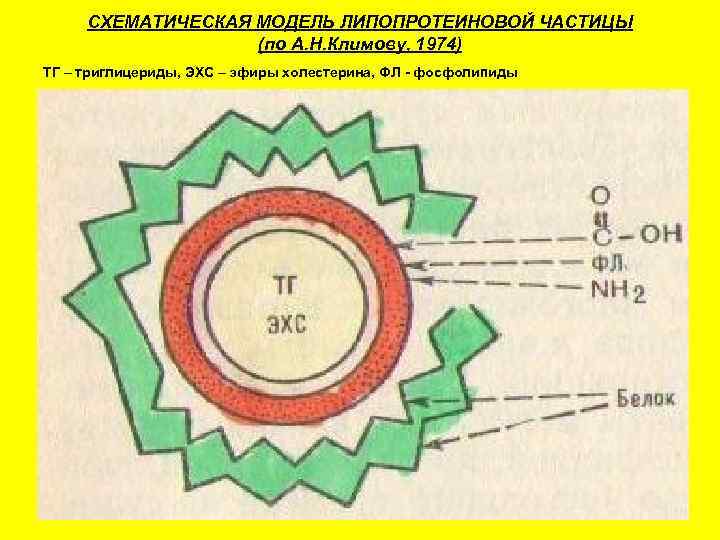  СХЕМАТИЧЕСКАЯ МОДЕЛЬ ЛИПОПРОТЕИНОВОЙ ЧАСТИЦЫ    (по А. Н. Климову, 1974) ТГ