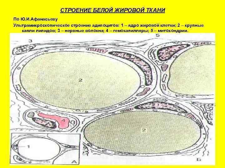    СТРОЕНИЕ БЕЛОЙ ЖИРОВОЙ ТКАНИ По Ю. И. Афанасьеву Ультрамикроскопическое строение