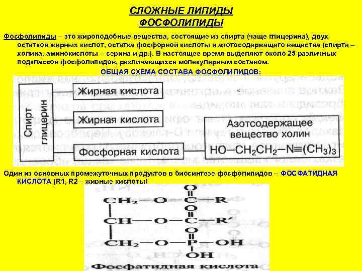       СЛОЖНЫЕ ЛИПИДЫ      