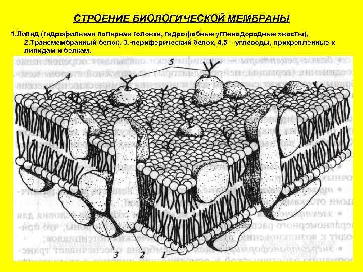     СТРОЕНИЕ БИОЛОГИЧЕСКОЙ МЕМБРАНЫ 1. Липид (гидрофильная полярная головка, гидрофобные углеводородные