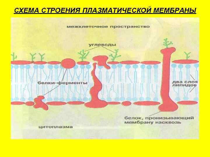 СХЕМА СТРОЕНИЯ ПЛАЗМАТИЧЕСКОЙ МЕМБРАНЫ 