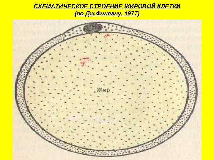 СХЕМАТИЧЕСКОЕ СТРОЕНИЕ ЖИРОВОЙ КЛЕТКИ  (по Дж. Финеану, 1977) 
