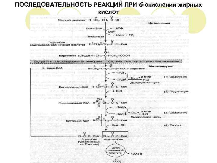 ПОСЛЕДОВАТЕЛЬНОСТЬ РЕАКЦИЙ ПРИ б-окислении жирных     кислот 