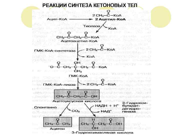 РЕАКЦИИ СИНТЕЗА КЕТОНОВЫХ ТЕЛ 
