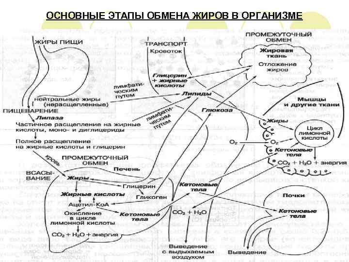 ОСНОВНЫЕ ЭТАПЫ ОБМЕНА ЖИРОВ В ОРГАНИЗМЕ 
