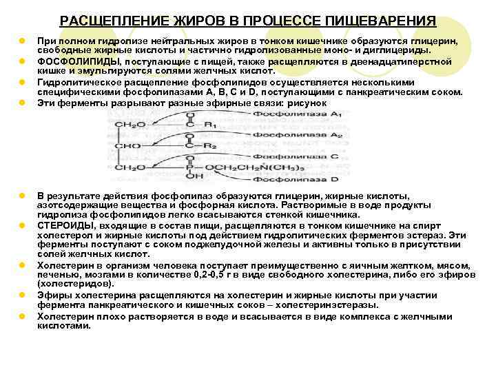   РАСЩЕПЛЕНИЕ ЖИРОВ В ПРОЦЕССЕ ПИЩЕВАРЕНИЯ l  При полном гидролизе нейтральных жиров