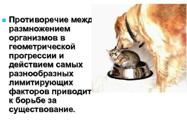 n  Противоречие между размножением организмов в геометрической прогрессии и действием самых разнообразных лимитирующих