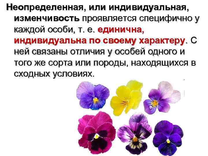 Неопределенная, или индивидуальная,  изменчивость проявляется специфично у каждой особи, т. е. единична, 