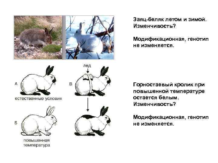 Заяц-беляк летом и зимой. Изменчивость?  Модификационная, генотип не изменяется. Горностаевый кролик при повышенной