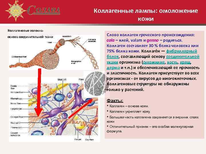      Коллагенные лампы: омоложение     кожи Коллагеновые