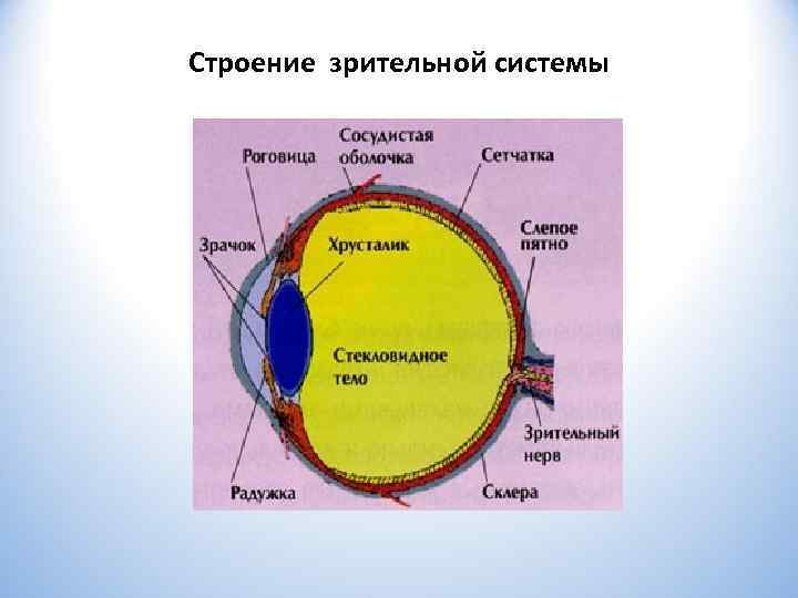Строение зрительной системы 