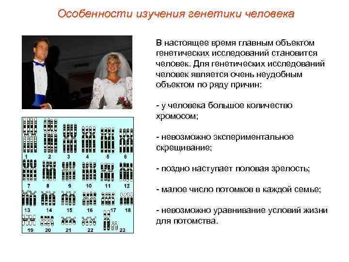 Особенности изучения генетики человека   В настоящее время главным объектом   генетических