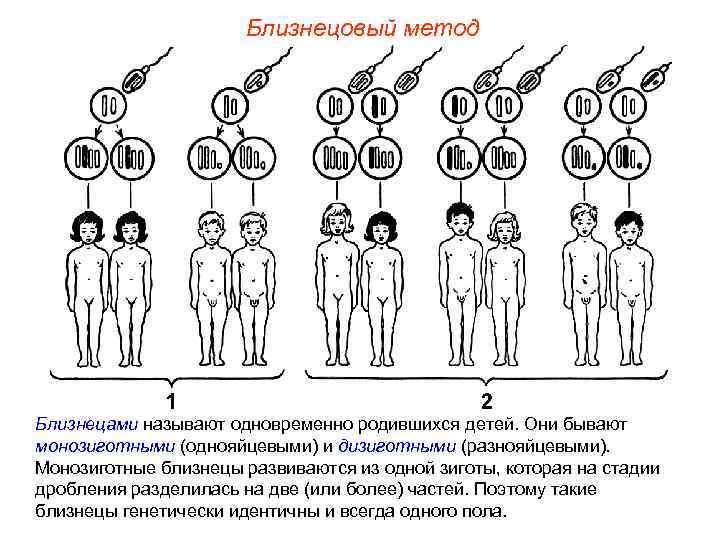     Близнецовый метод Близнецами называют одновременно родившихся детей. Они бывают монозиготными