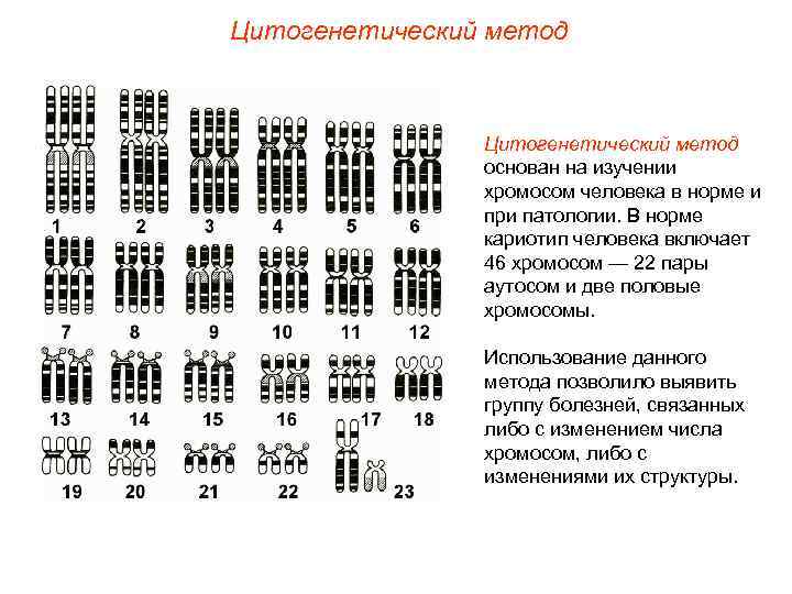 Цитогенетический метод   основан на изучении   хромосом человека в норме и
