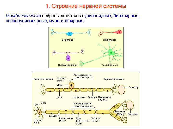    1. Строение нервной системы Морфологически нейроны делятся на униполярные, биполярные, псевдоуниполярные,