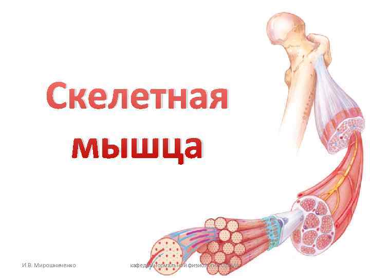 Скелетная мышца И. В. Мирошниченко кафедра нормальной физиологии Ор. Скелетная мышца И. В. Мирошниченко кафедра нормальной физиологии Ор.