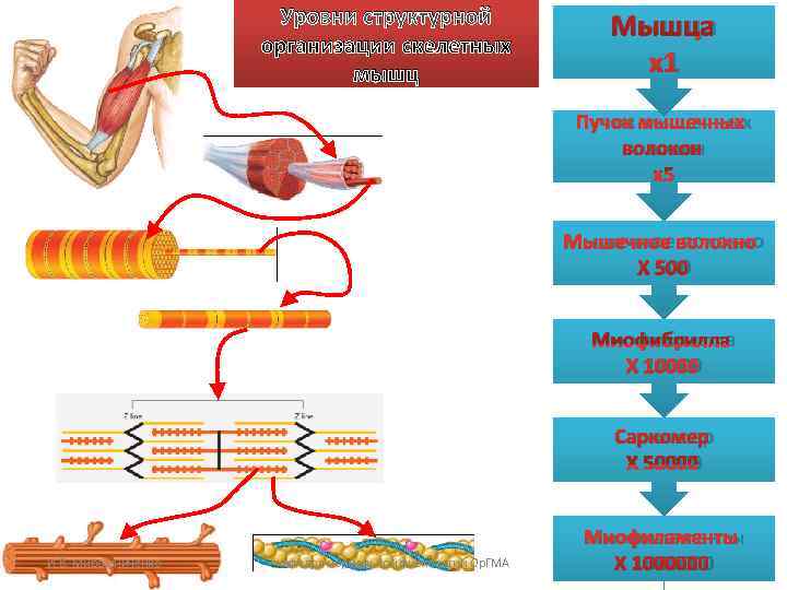 Мышцы сокращаются и расслабляются. Структурная организация мышечных волокон. Уровень организации мышечной ткани. Механизм сокращения скелетных мышц физиология. Функционирование мышц на клеточном уровне.