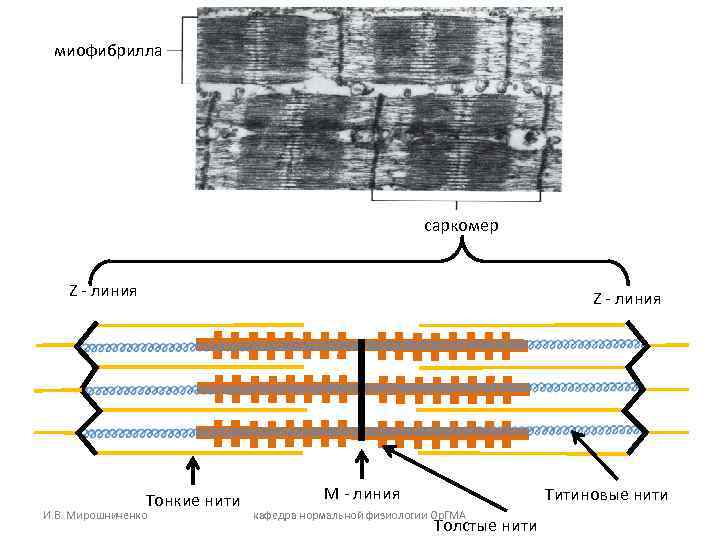 миофибрилла саркомер Z - линия миофибрилла саркомер Z - линия