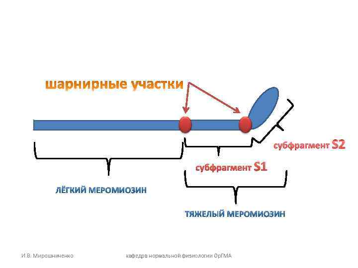 субфрагмент S 2 субфрагмент S субфрагмент S 2 субфрагмент S