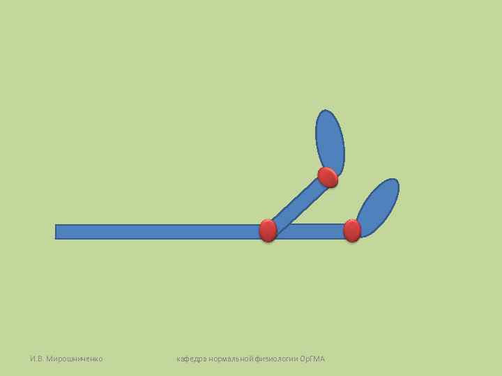 И. В. Мирошниченко кафедра нормальной физиологии Ор. ГМА И. В. Мирошниченко кафедра нормальной физиологии Ор. ГМА