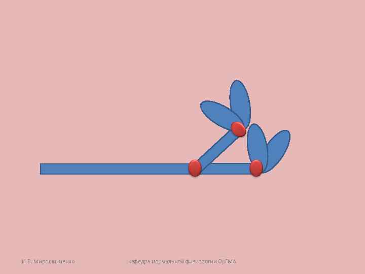 И. В. Мирошниченко кафедра нормальной физиологии Ор. ГМА И. В. Мирошниченко кафедра нормальной физиологии Ор. ГМА