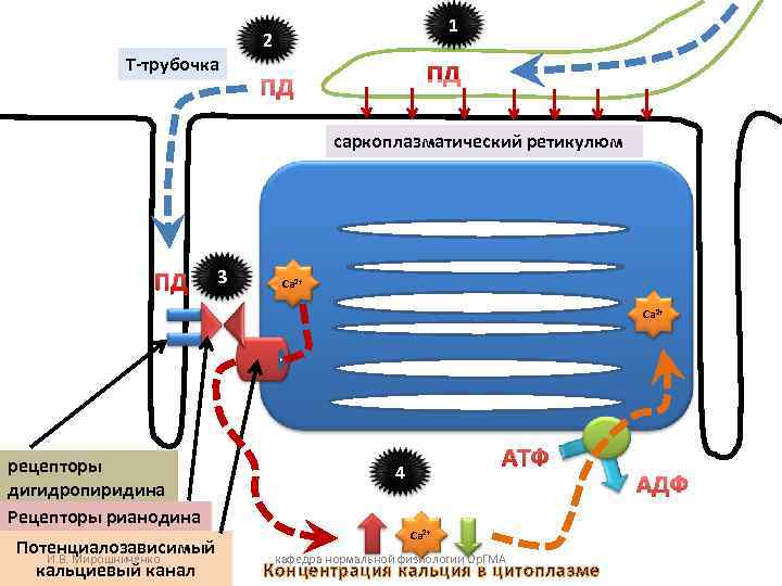 1 2 Т-трубочка 1 2 Т-трубочка
