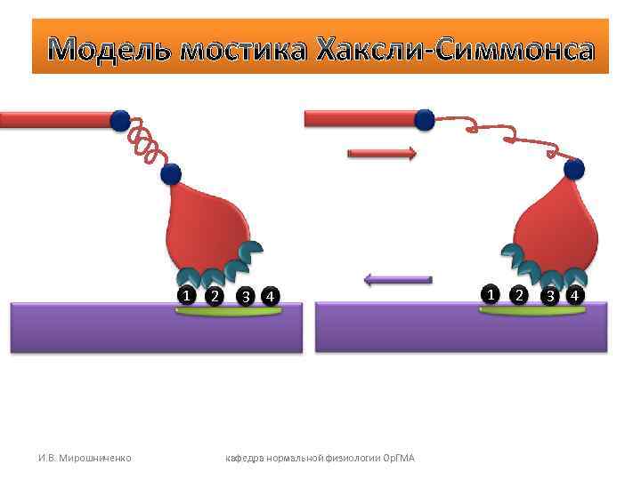 Модель мостика Хаксли-Симмонса 1 2 3 4 Модель мостика Хаксли-Симмонса 1 2 3 4