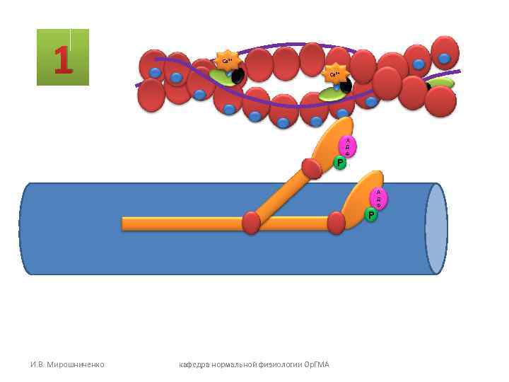 1 Са 2+ А 1 Са 2+ А