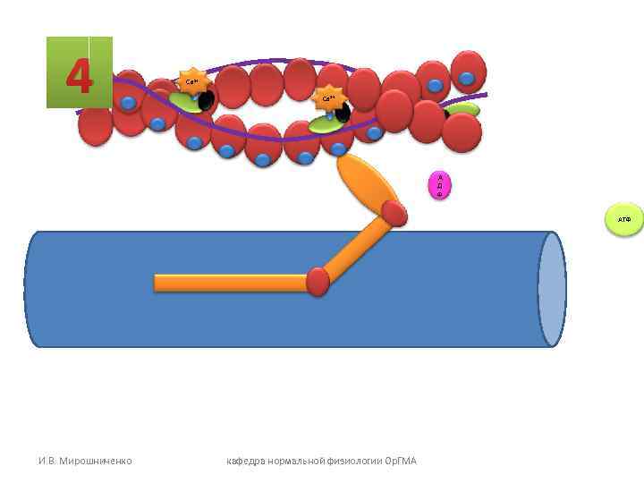 4 Са 2+ Са 2+ 4 Са 2+ Са 2+