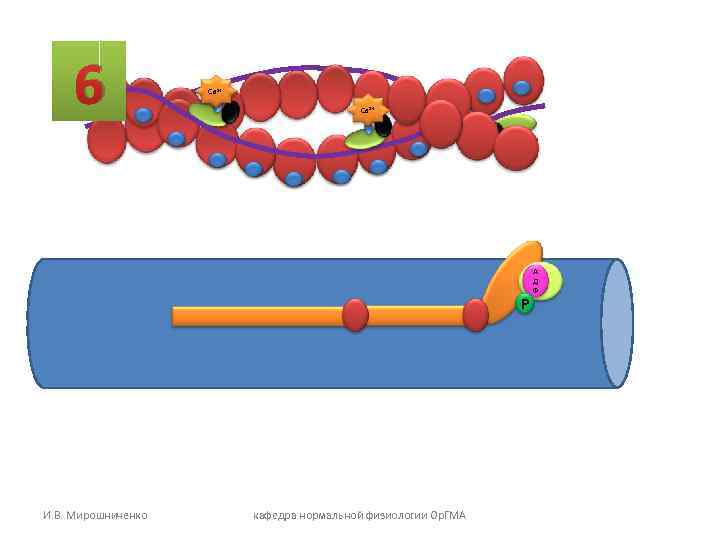 6 Са 2+ Са 2+ 6 Са 2+ Са 2+