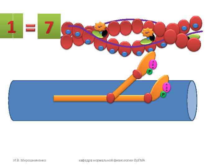 1 7 Са 2+ 1 7 Са 2+