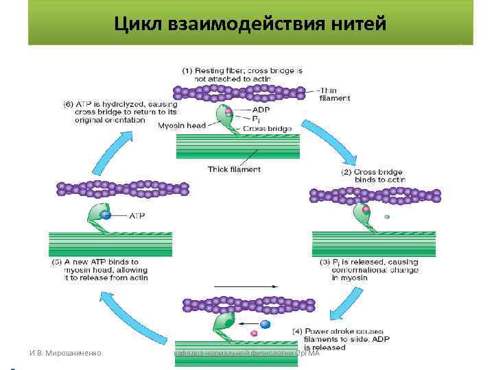 Цикл взаимодействия нитей И. В. Мирошниченко кафедра нормальной физиологии Цикл взаимодействия нитей И. В. Мирошниченко кафедра нормальной физиологии