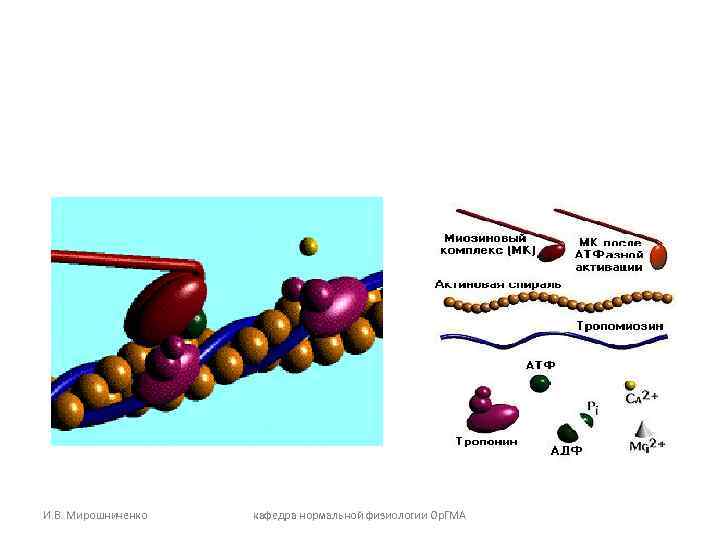 И. В. Мирошниченко кафедра нормальной физиологии Ор. ГМА И. В. Мирошниченко кафедра нормальной физиологии Ор. ГМА