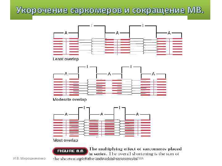 Укорочение саркомеров и сокращение МВ. И. В. Мирошниченко кафедра нормальной физиологии Ор. Укорочение саркомеров и сокращение МВ. И. В. Мирошниченко кафедра нормальной физиологии Ор.