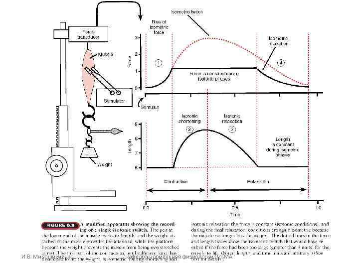 И. В. Мирошниченко кафедра нормальной физиологии Ор. ГМА И. В. Мирошниченко кафедра нормальной физиологии Ор. ГМА